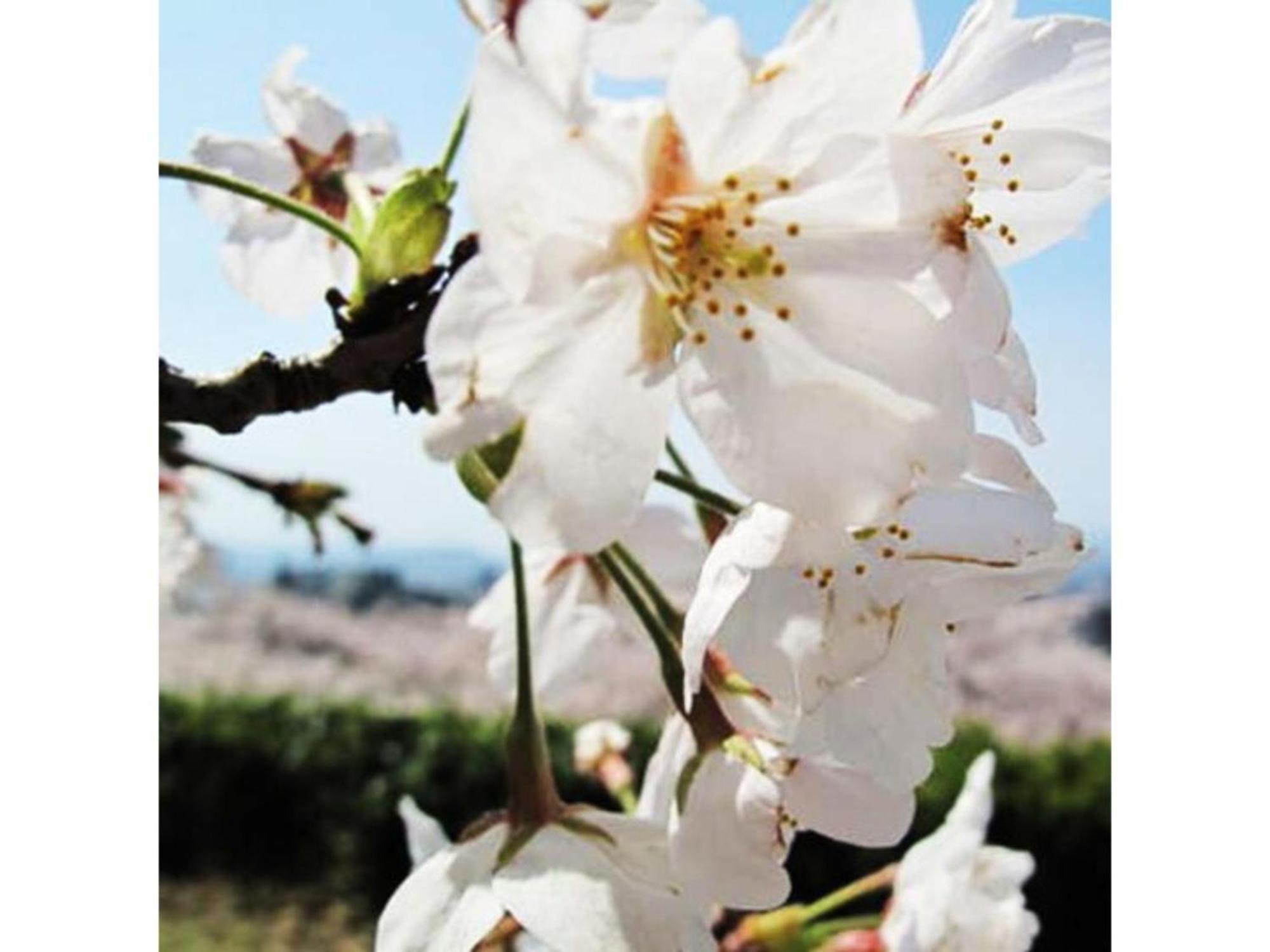 Tottori City Hotel / Vacation Stay 81359 Bagian luar foto